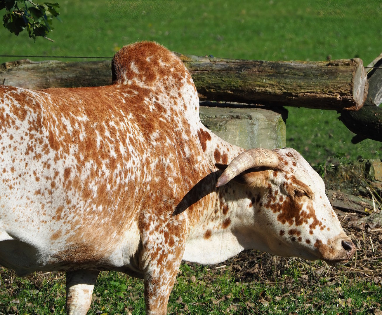 Zebu (Bos taurus indicus), 2022-10-09