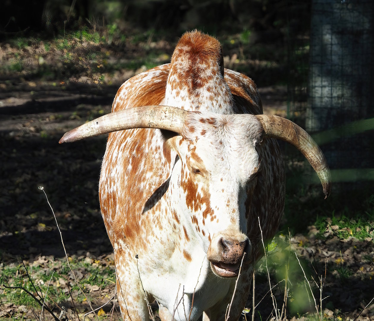 Zebu (Bos taurus indicus), 2022-10-09