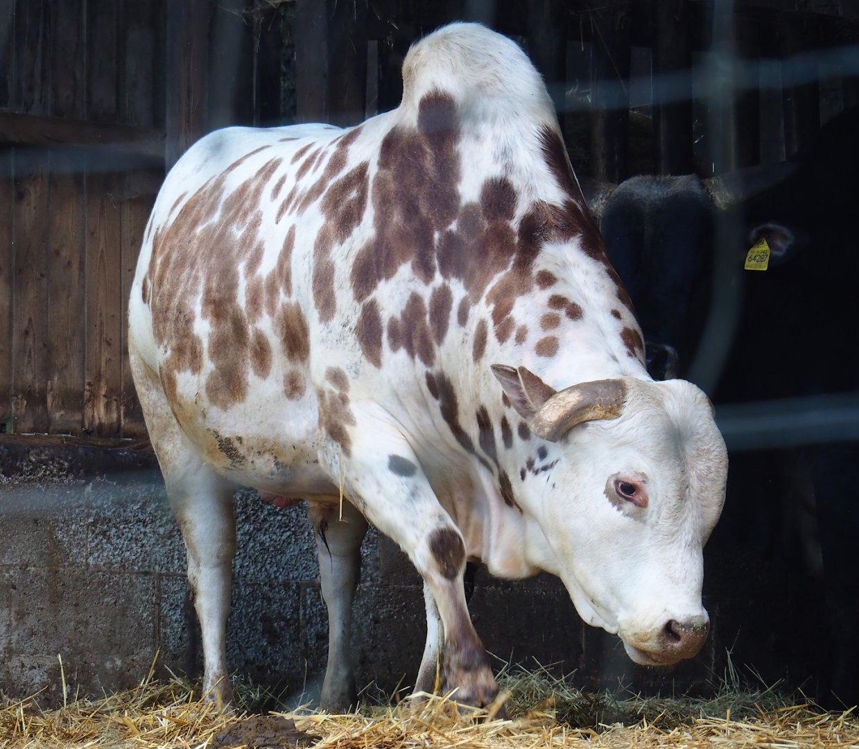 Zebu (Bos taurus indicus), 2023-06-24