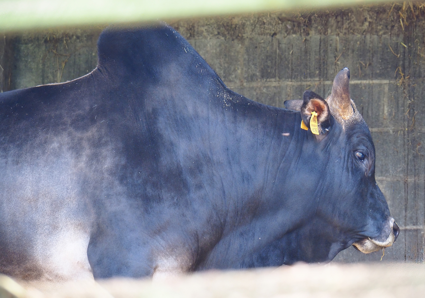 Zebu (Bos taurus indicus), 2023-06-24