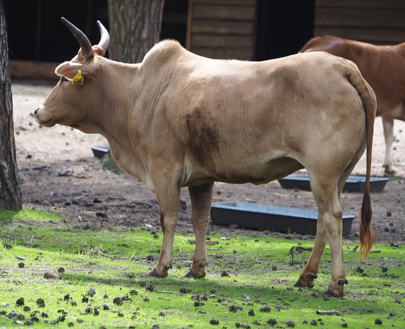Zebu (Bos taurus indicus), 2023-08-15