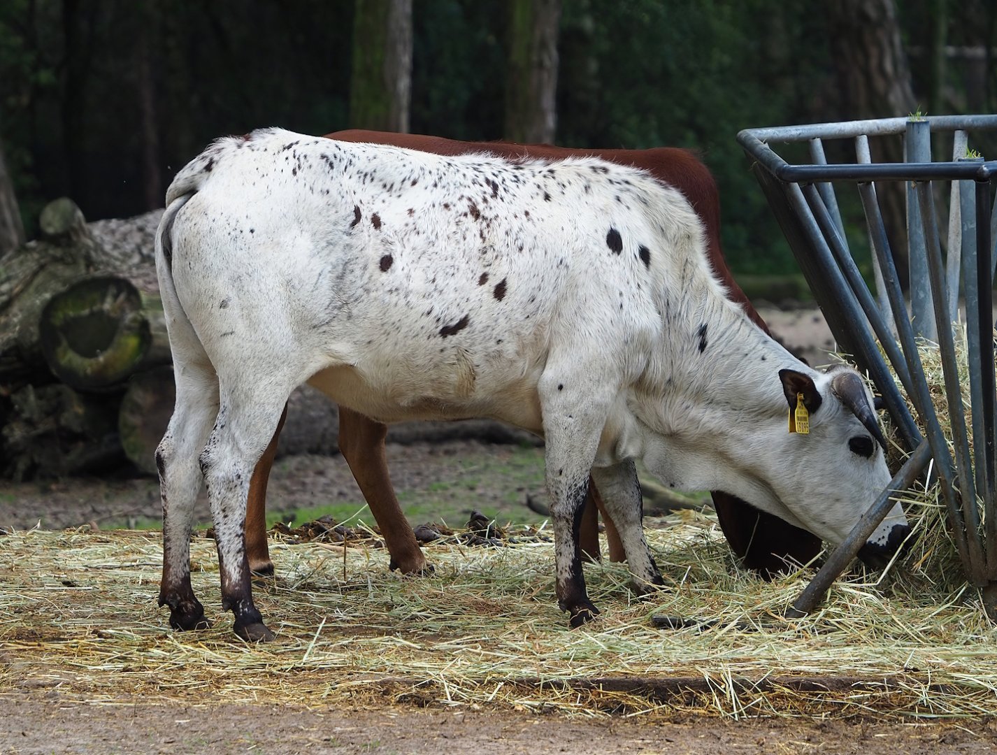 Zebu (Bos taurus indicus), 2023-08-15
