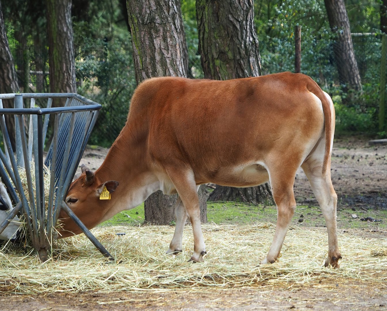 Zebu (Bos taurus indicus), 2023-08-15