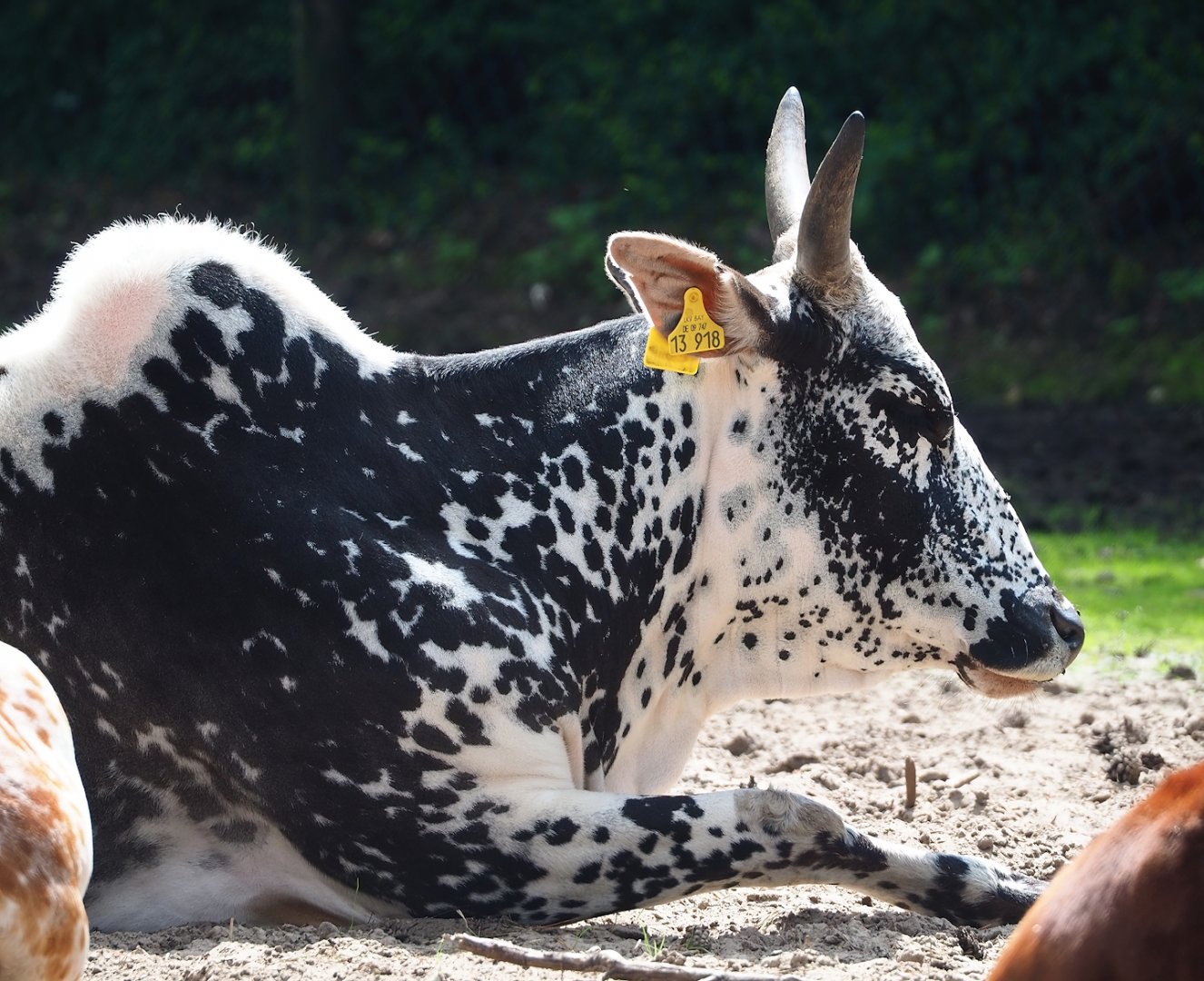 Zebu (Bos taurus indicus), 2023-08-15