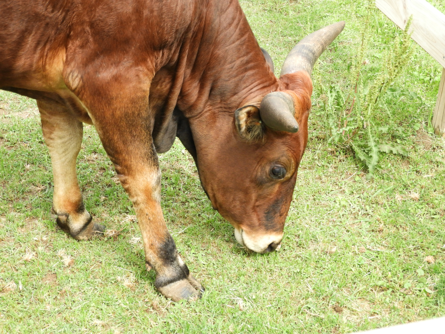 Zebu (Bos taurus indicus)