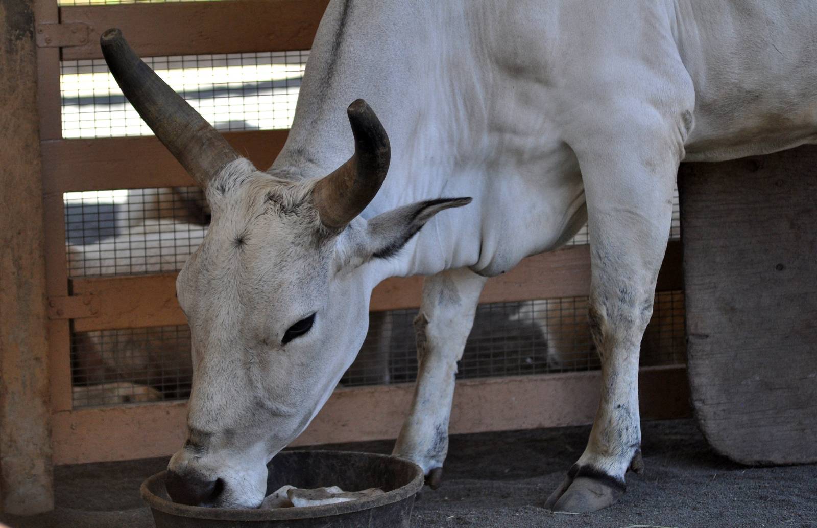 Zebu bull