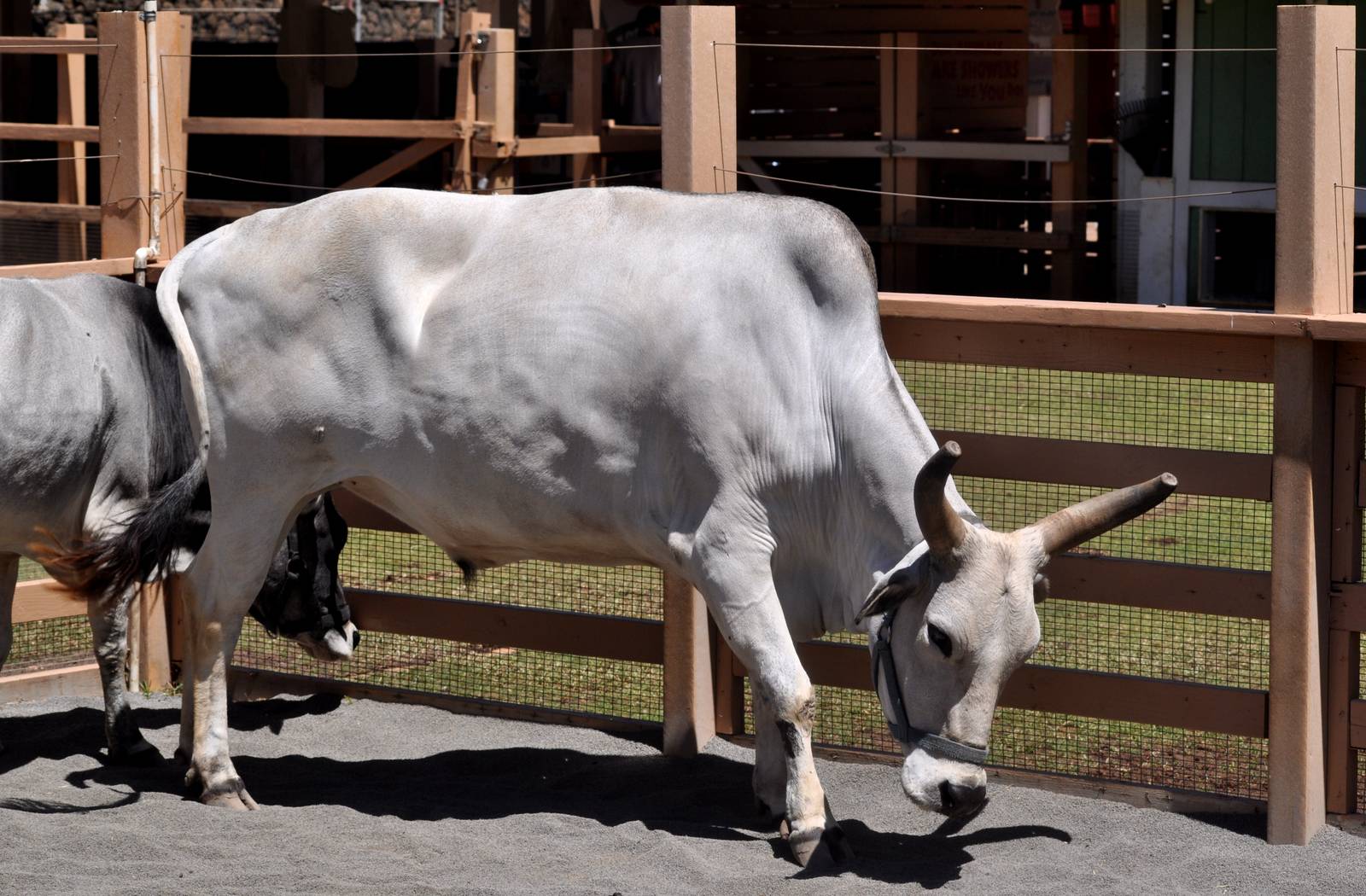 Zebu bull