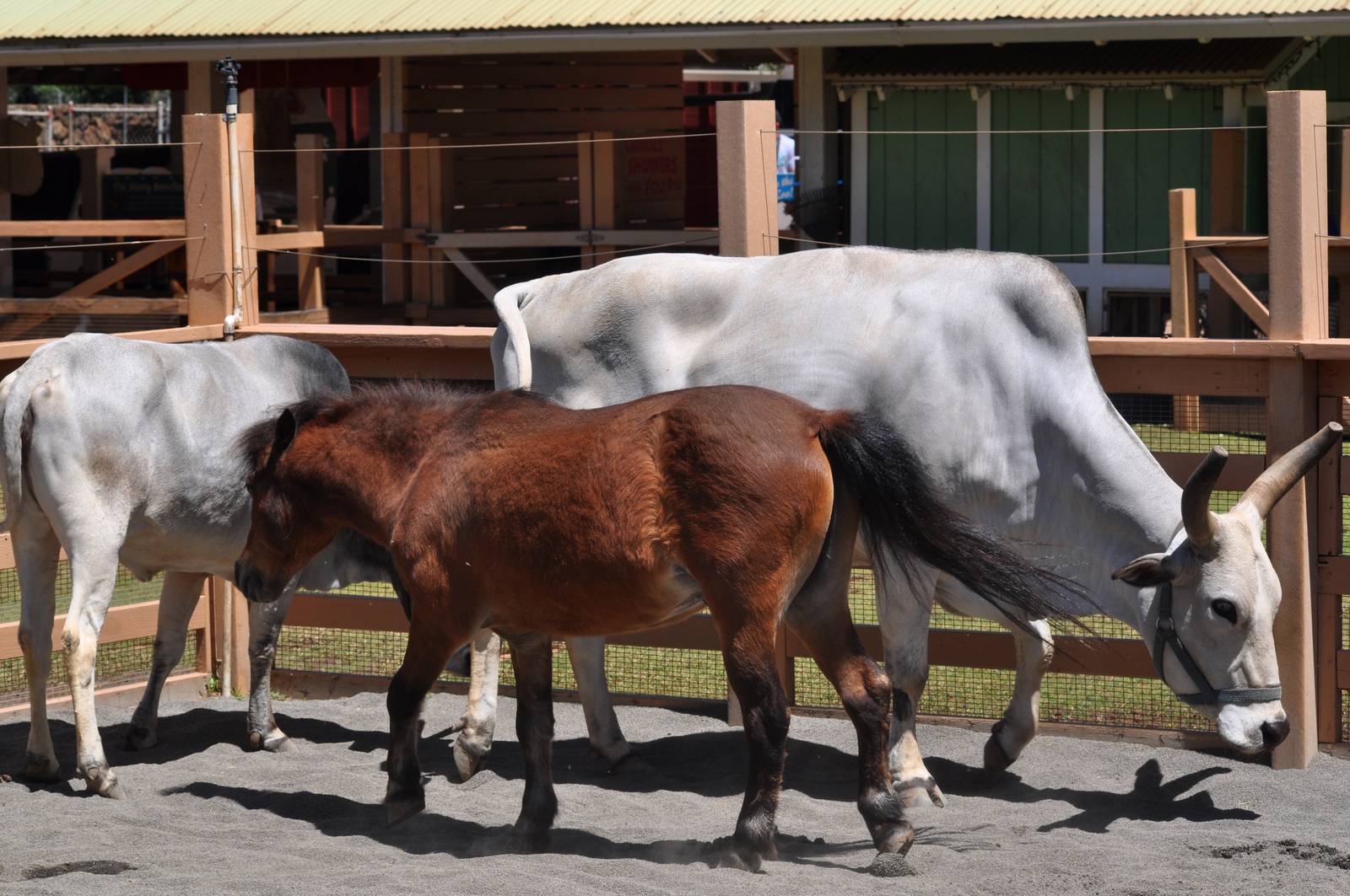 Zebu Cattle and Horse