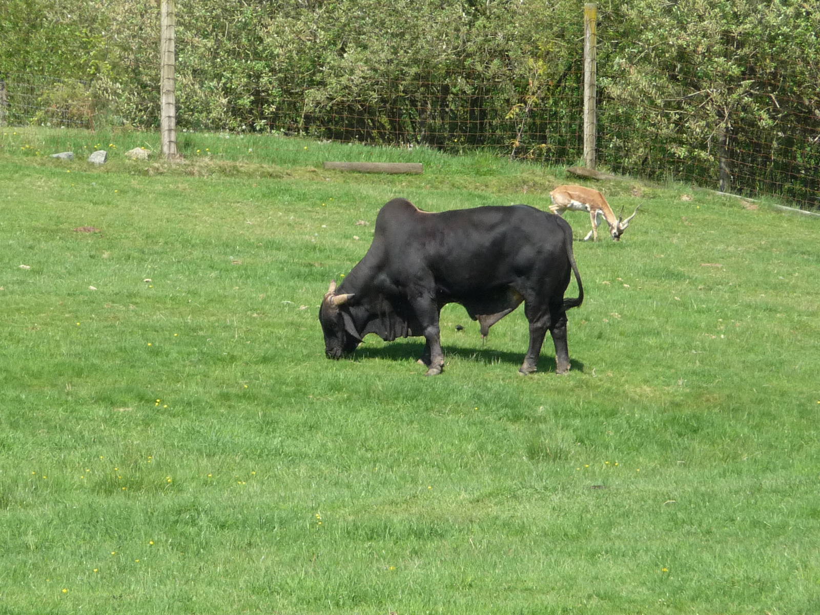 Zebu Cattle + Blackbuck