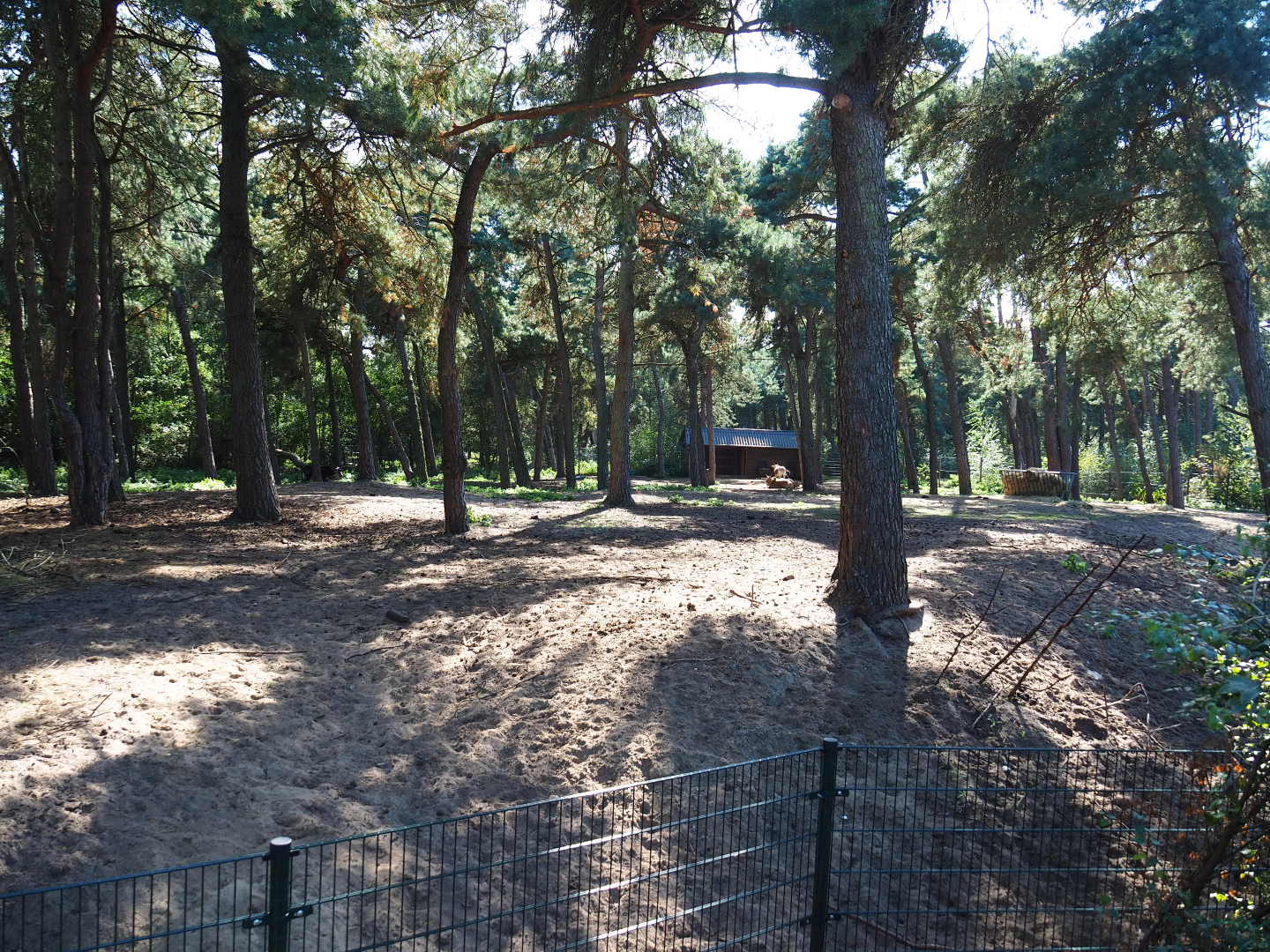 Zebu cattle paddock, 2019-09-15