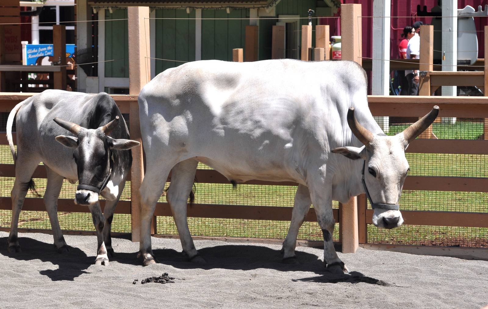 Zebu Cattle