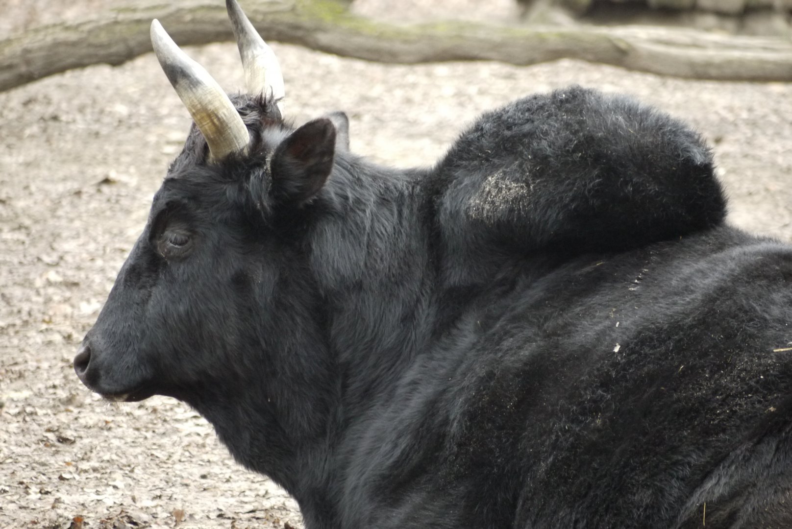 Zebu Cattle