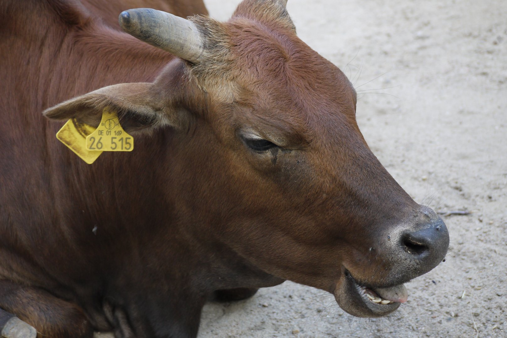 Zebu Cattle