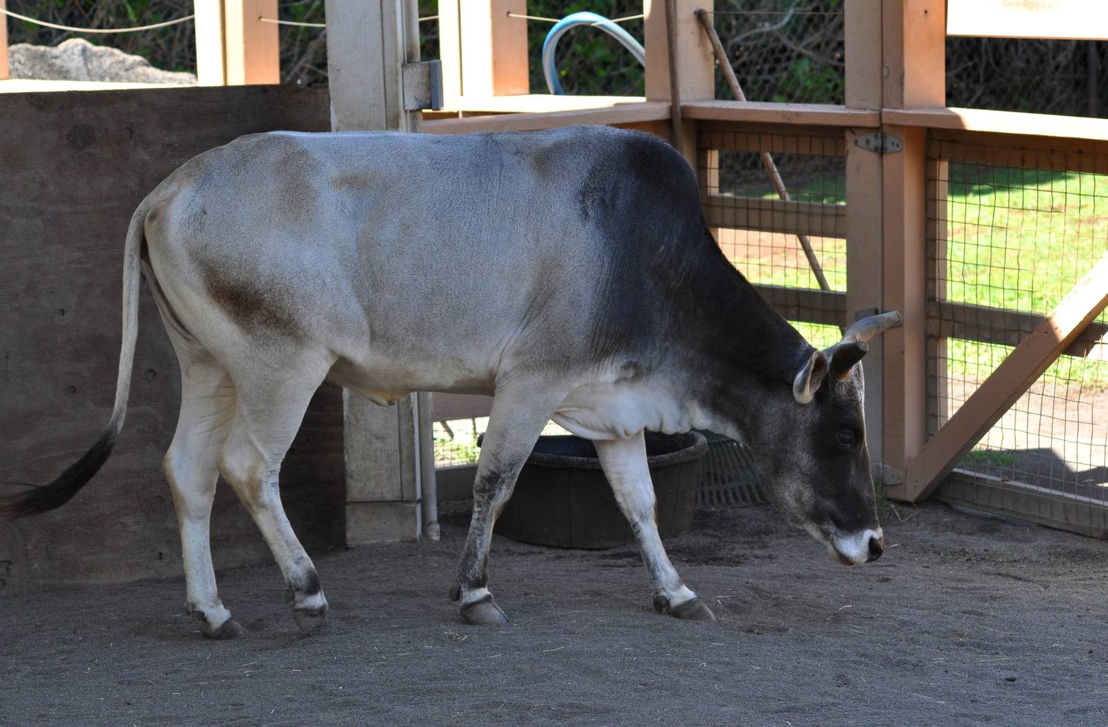 Zebu cow