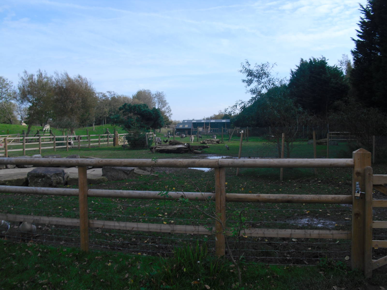 Zebu Enclosure - 01/10/2011