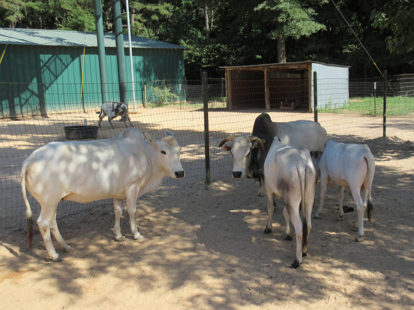 Zebu Exhibit