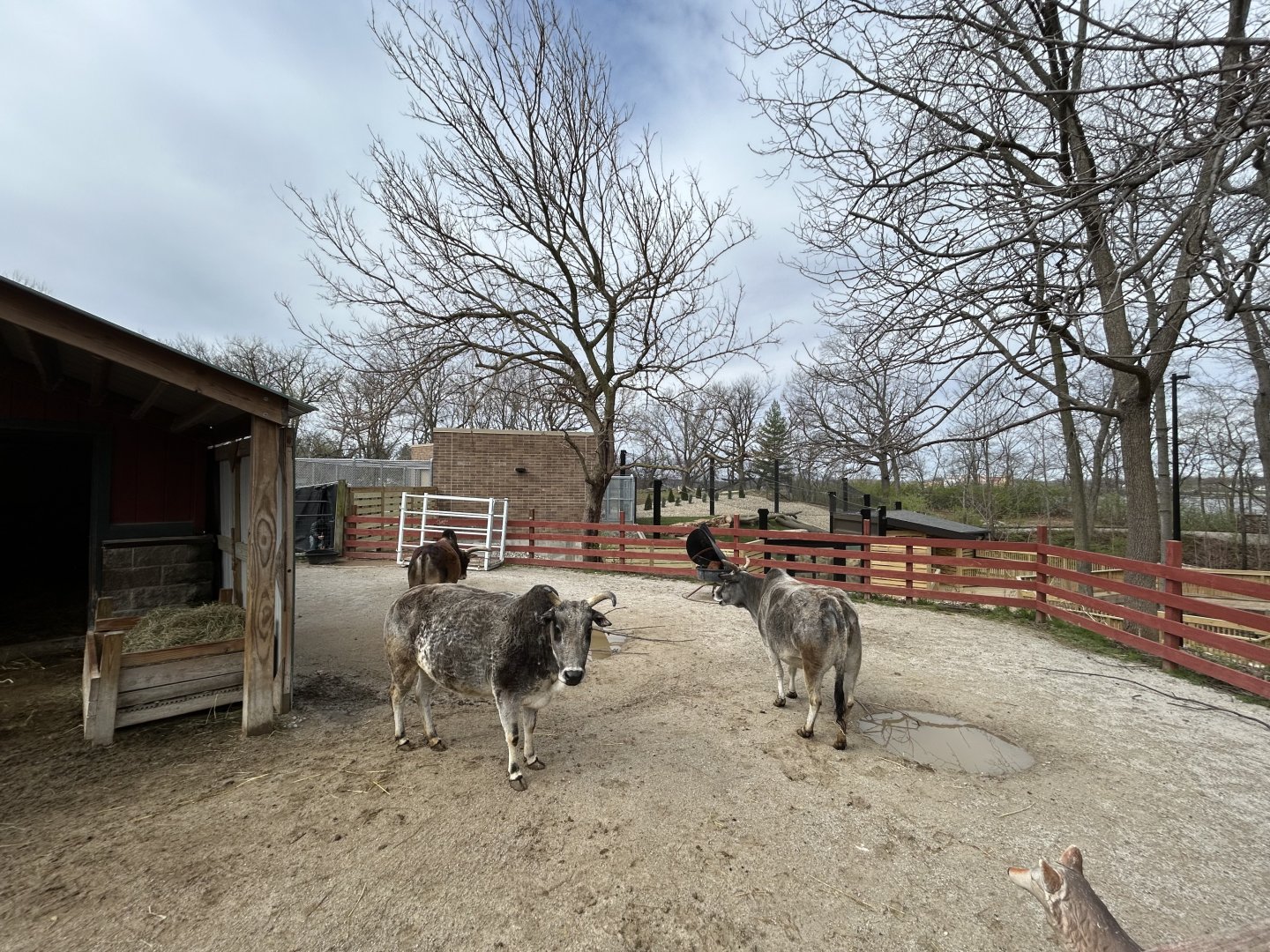 Zebu Exhibit