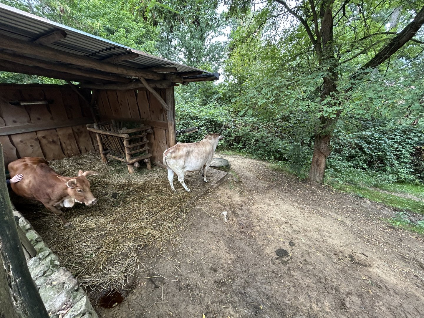 Zebu Exhibit