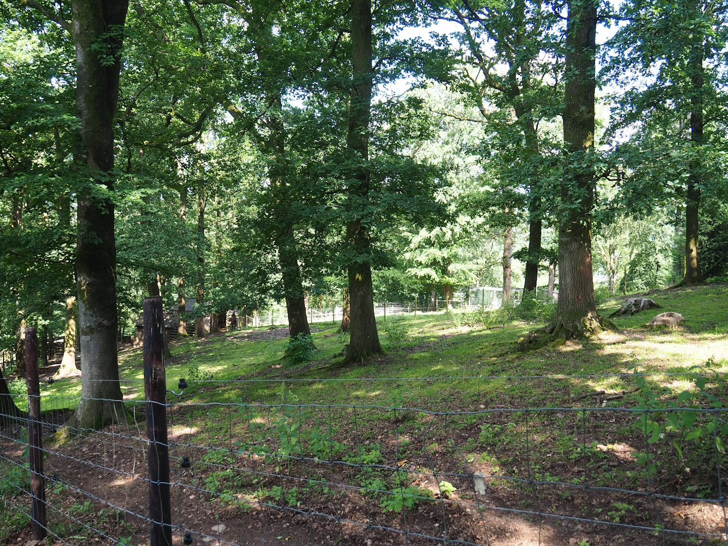 Zebu paddock, 2023-06-24