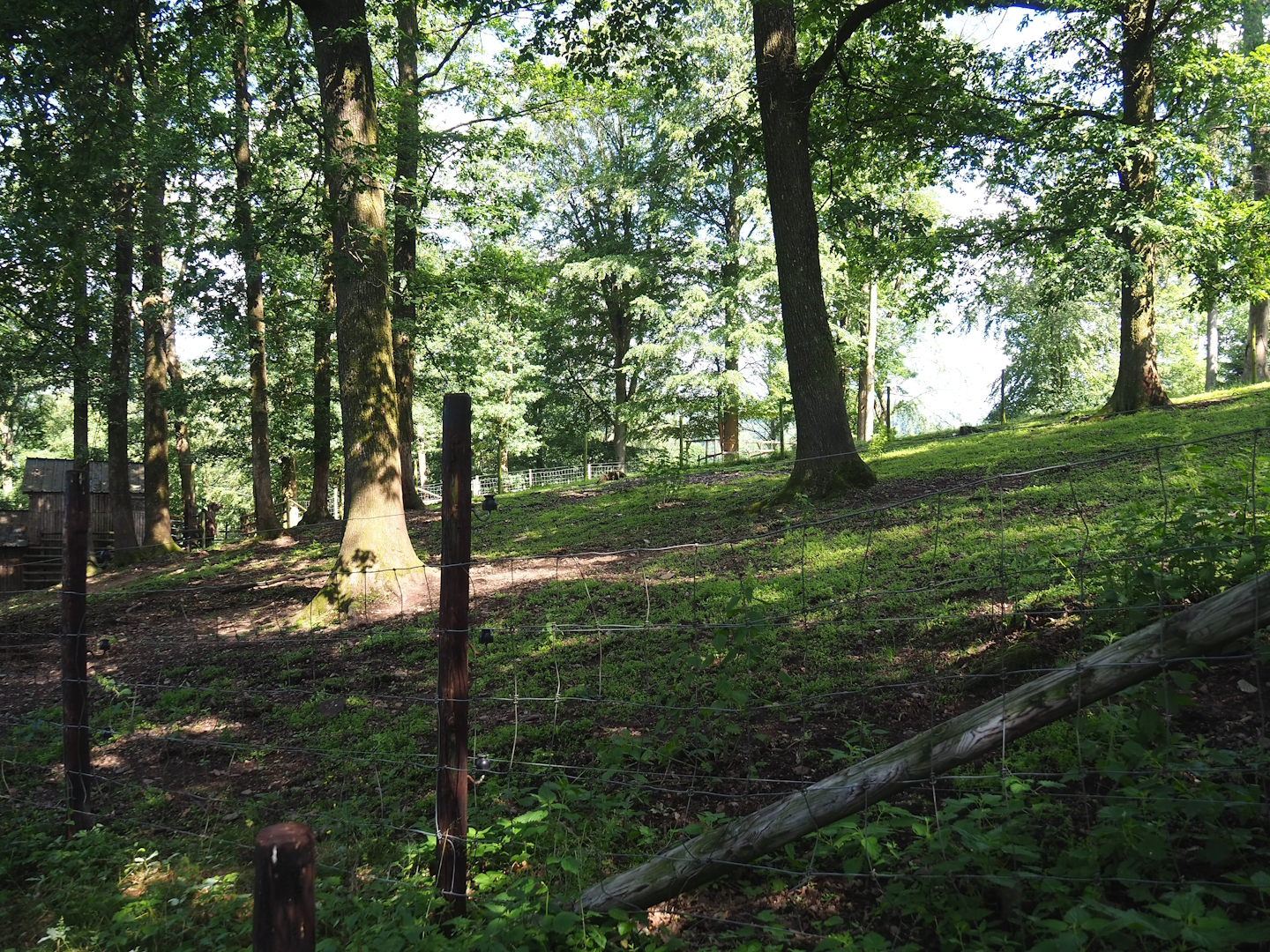 Zebu paddock, 2023-06-24