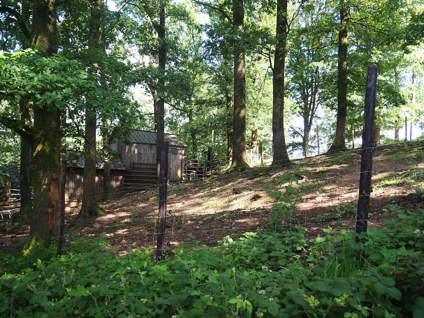 Zebu paddock, 2023-06-24