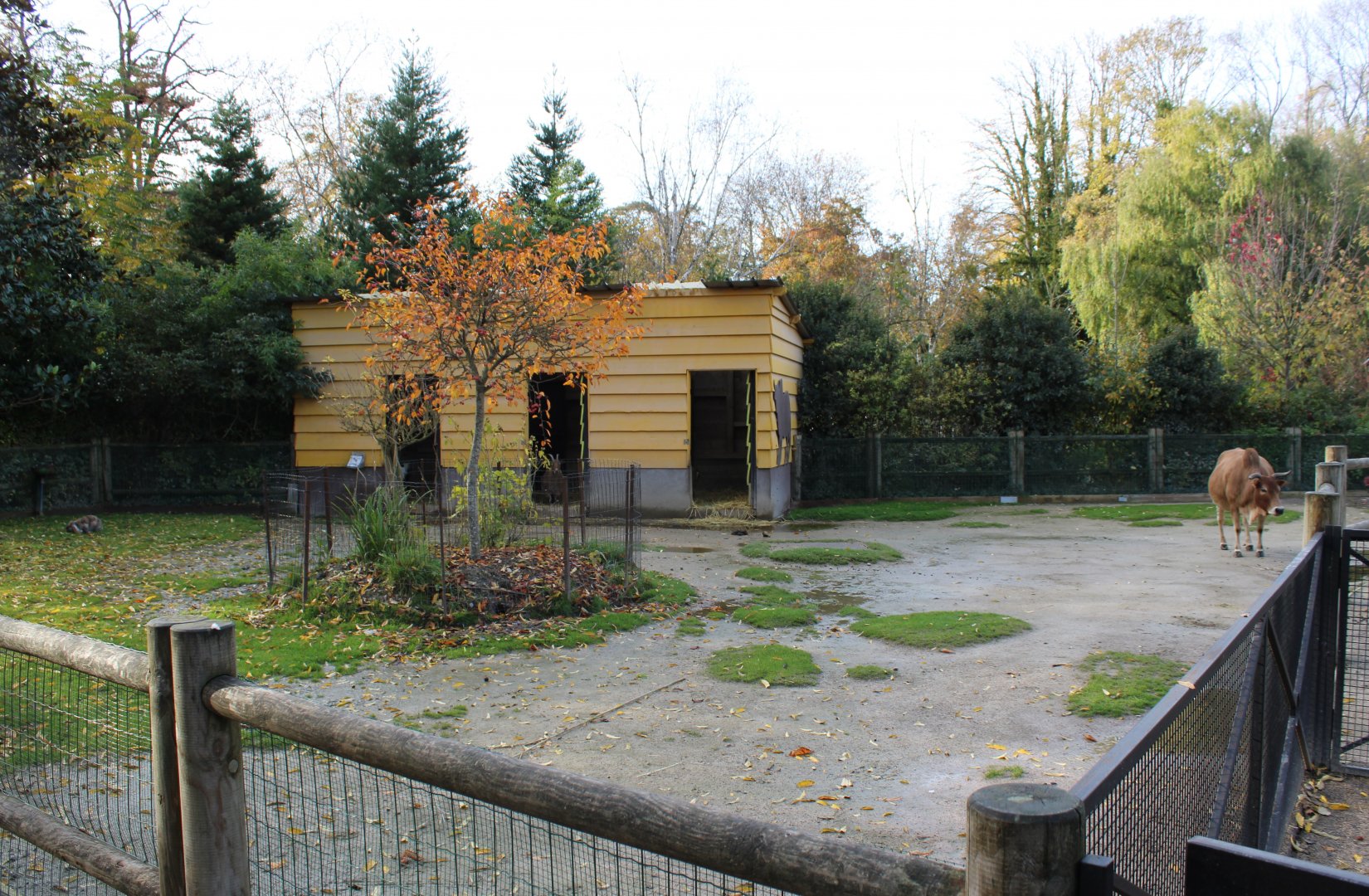 Zebu - Rabbit enclosure