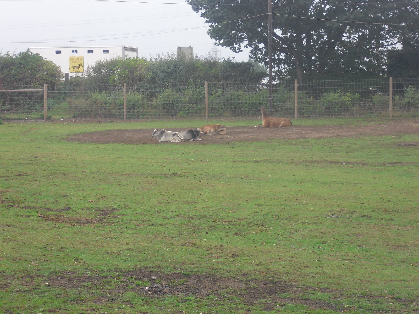 Zebu, Red Deer and Llama - 04/09/2011