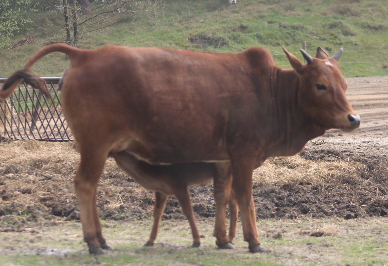 Zebu with calf