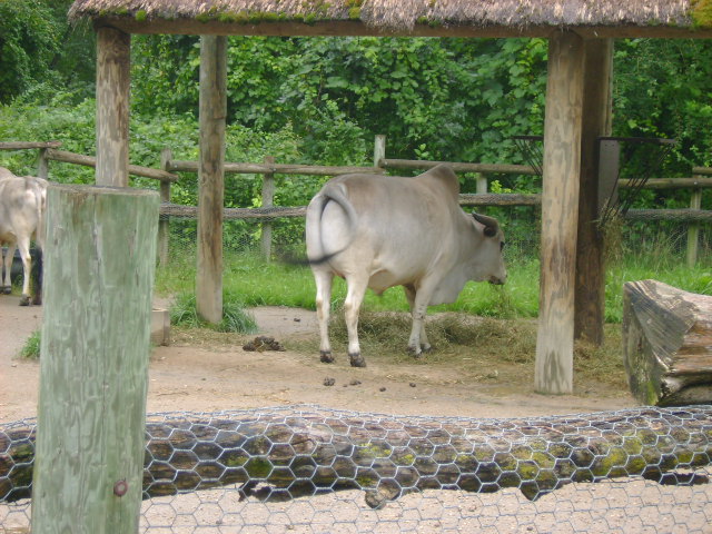 Zebu