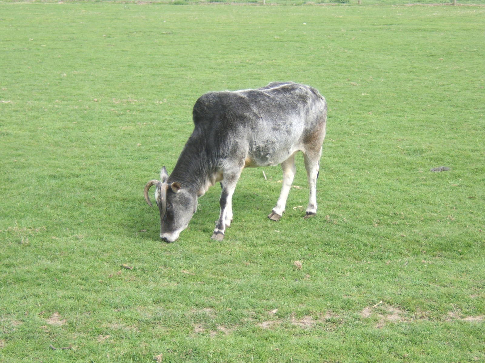 Zebu