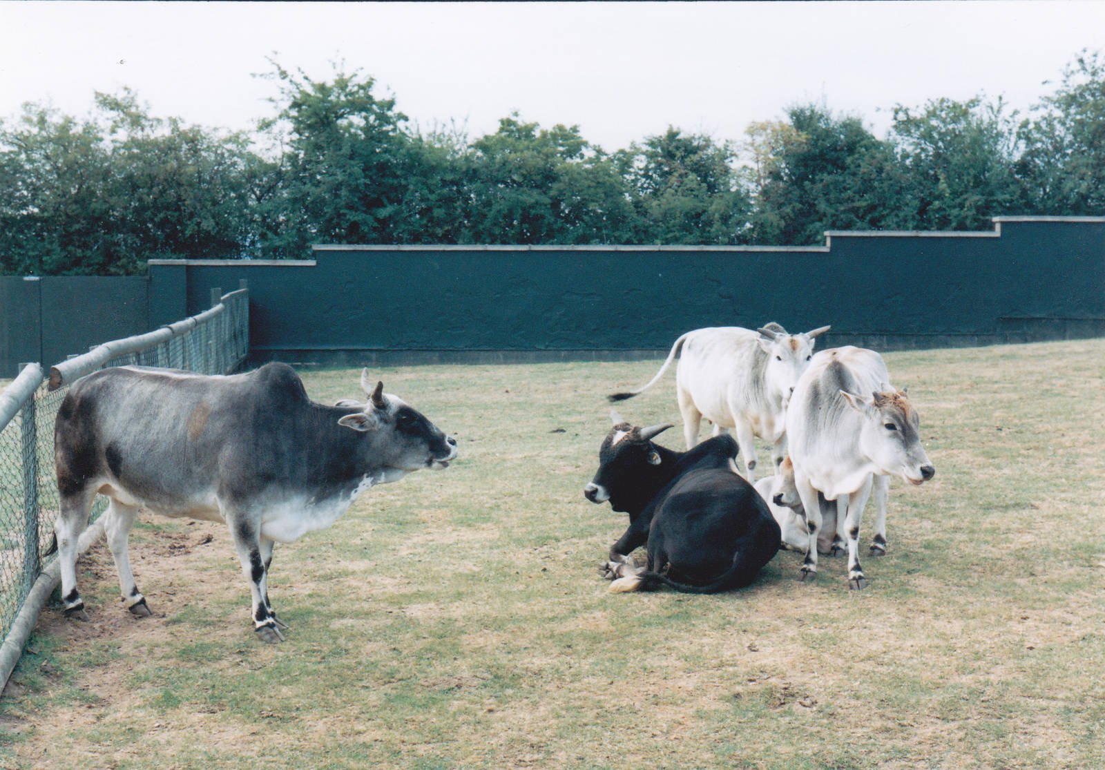 Zebu.