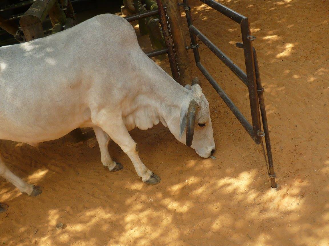Zebu