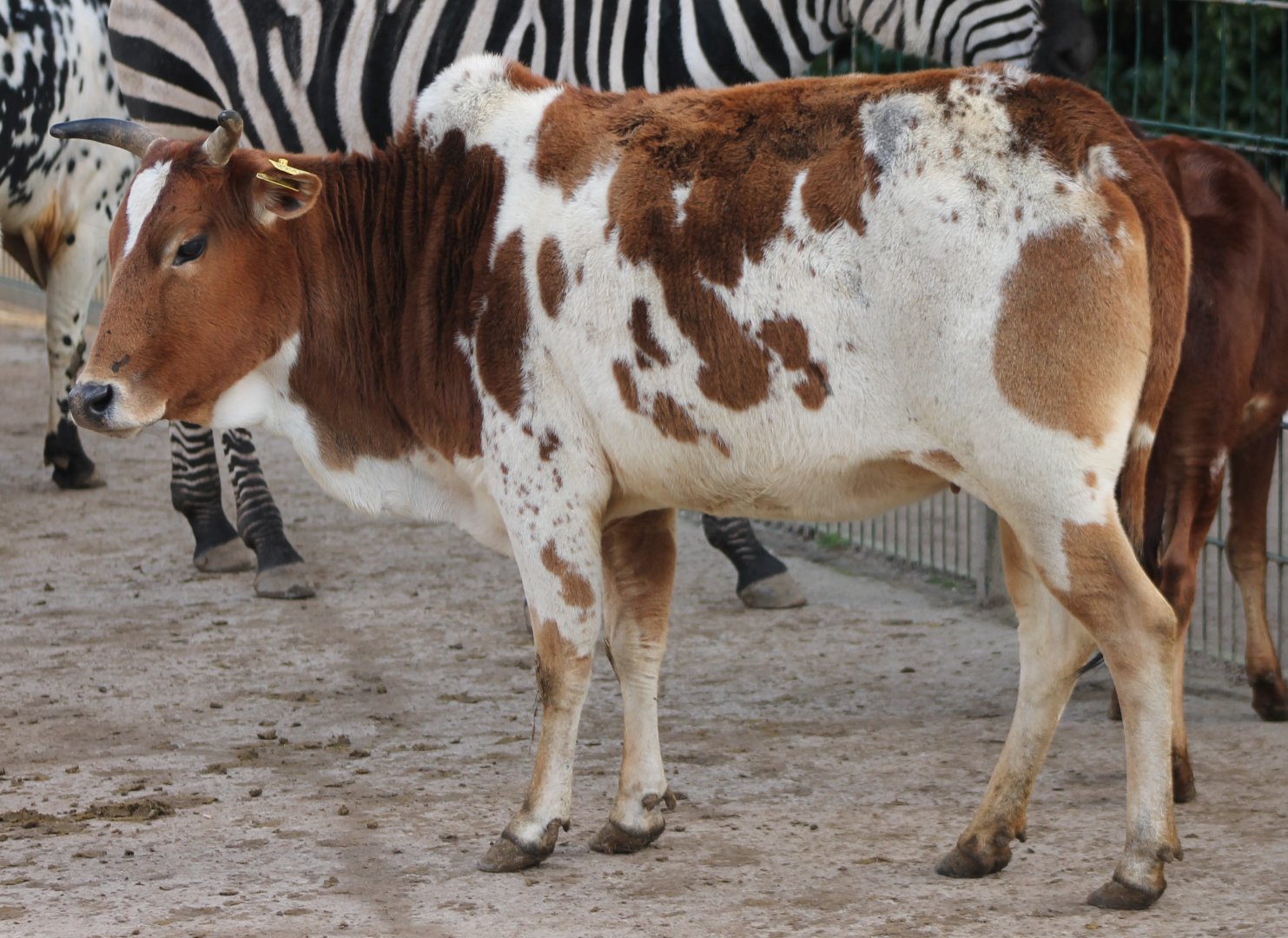 Zebu