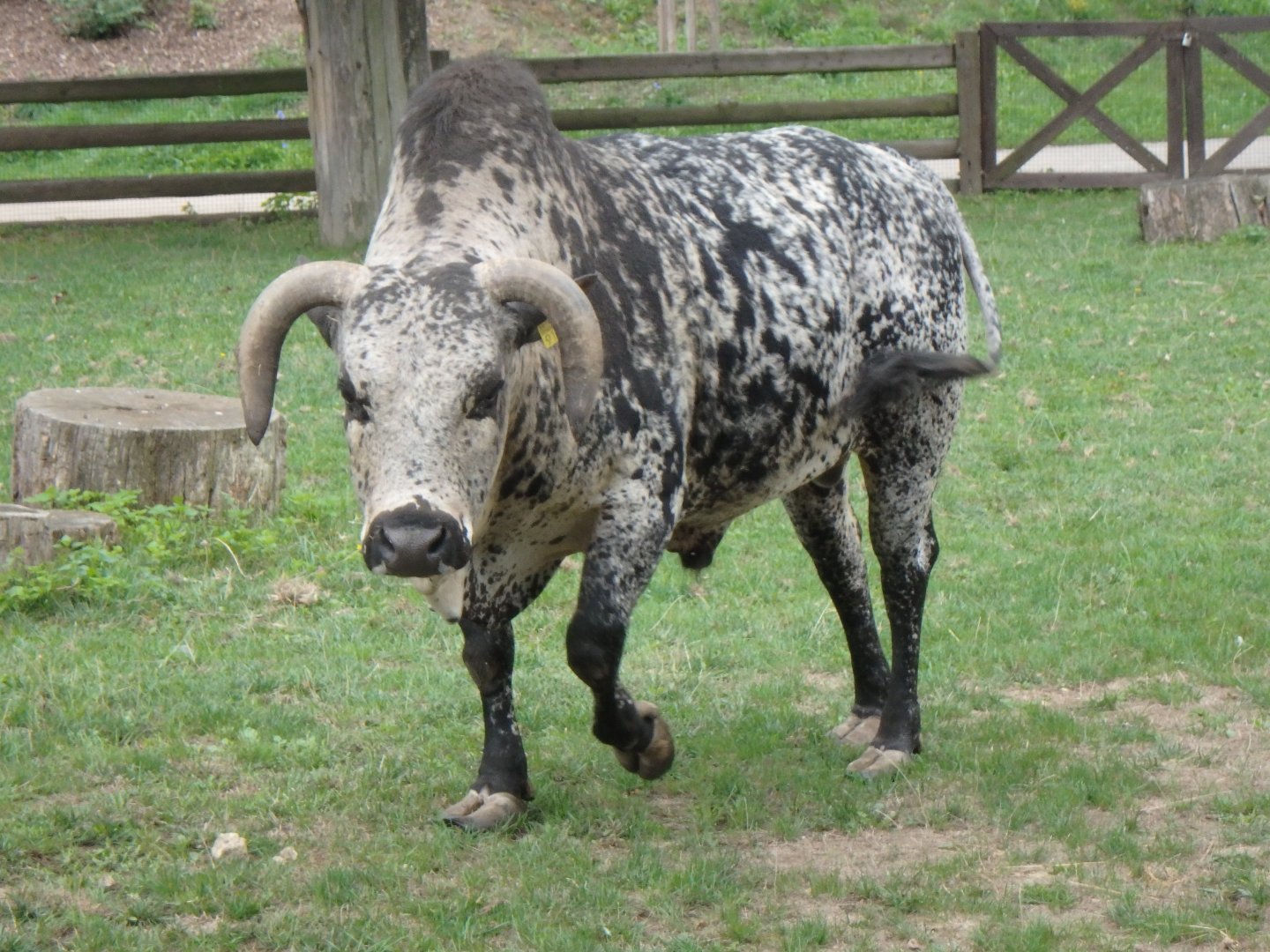Zebu