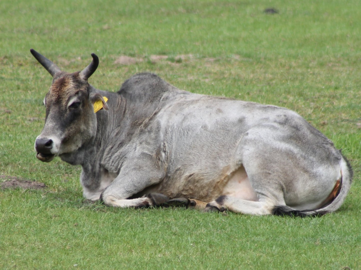 Zebu