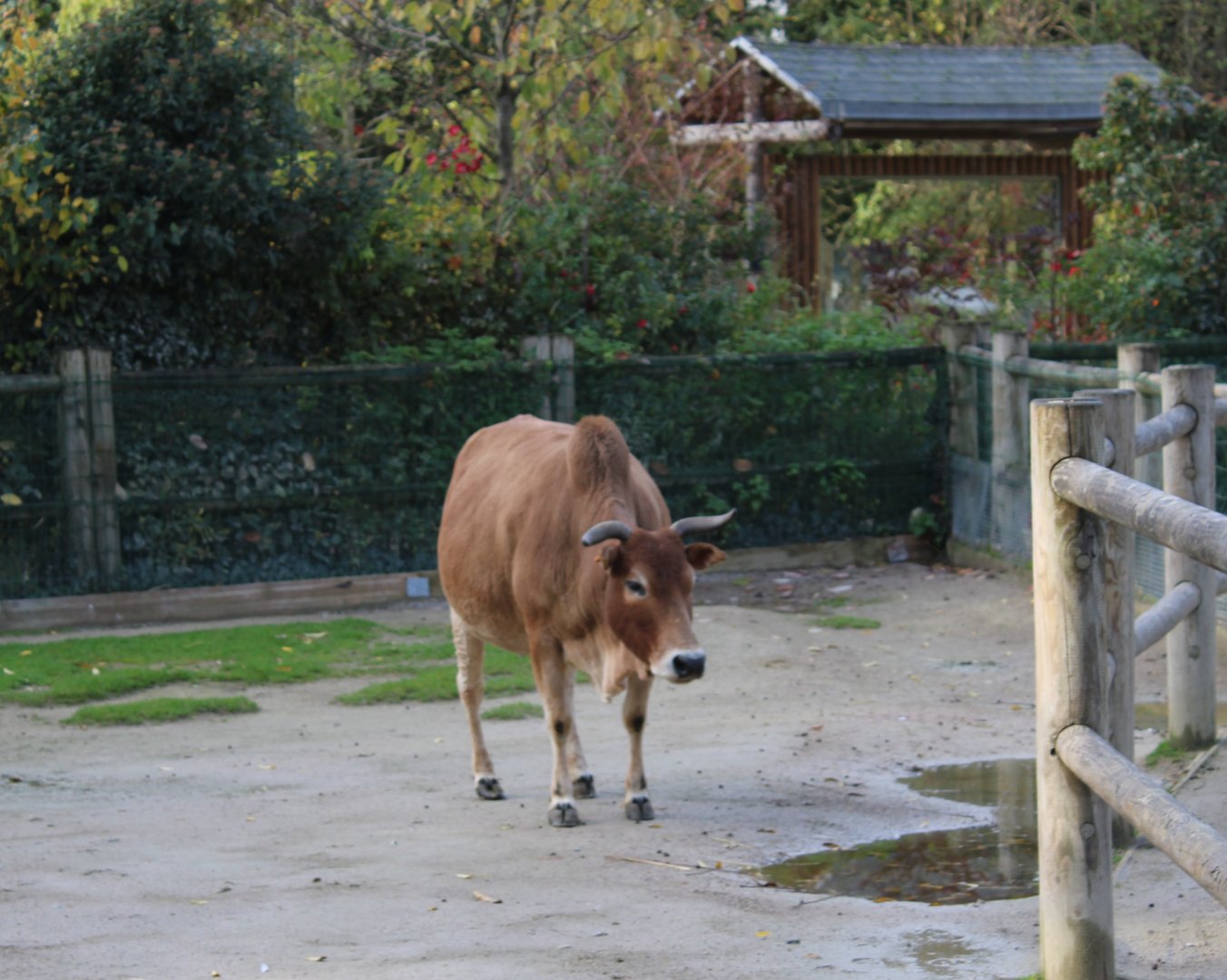 Zebu
