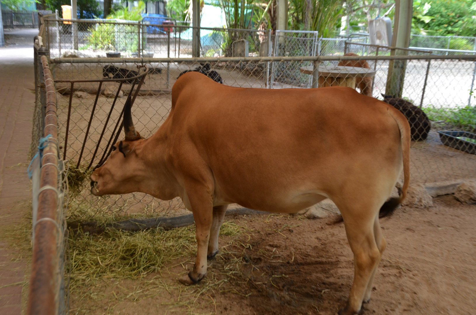 Zebu