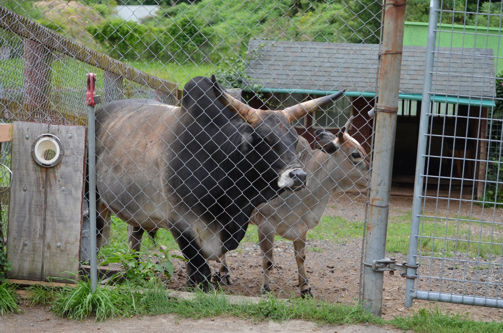 Zebu