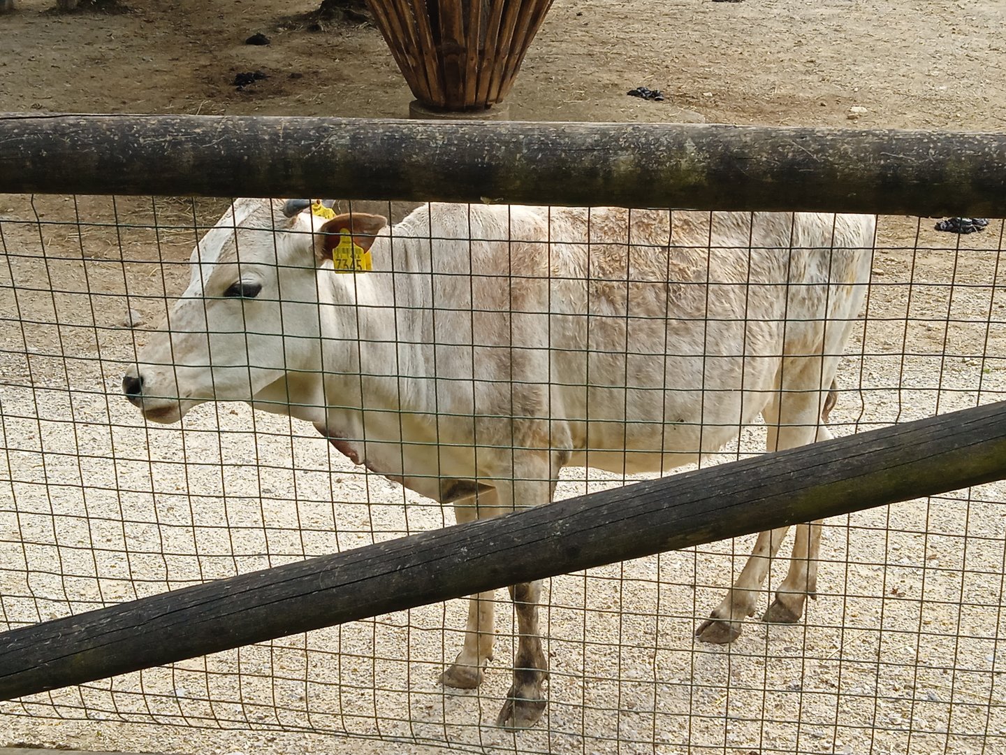 Zebu