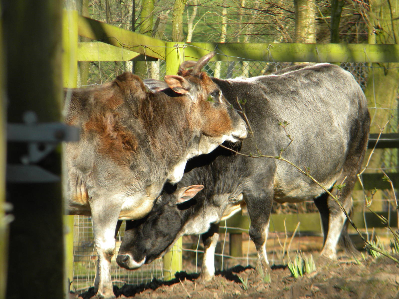 Zebus at Blackpool Zoo 06/03/11