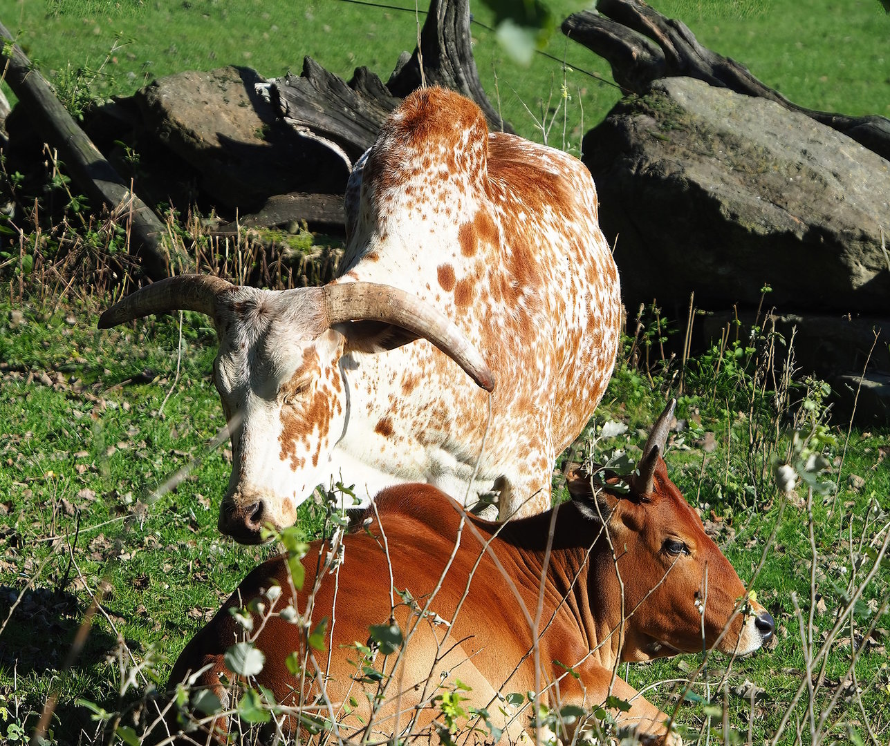 Zebus (Bos taurus indicus), 2022-10-09