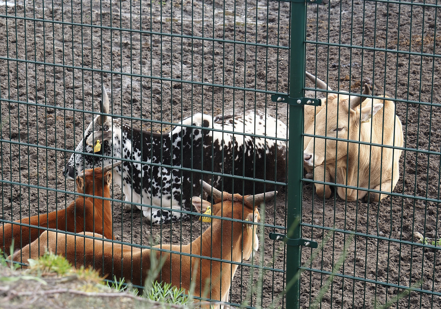 Zebus (Bos taurus indicus), 2024-04-06