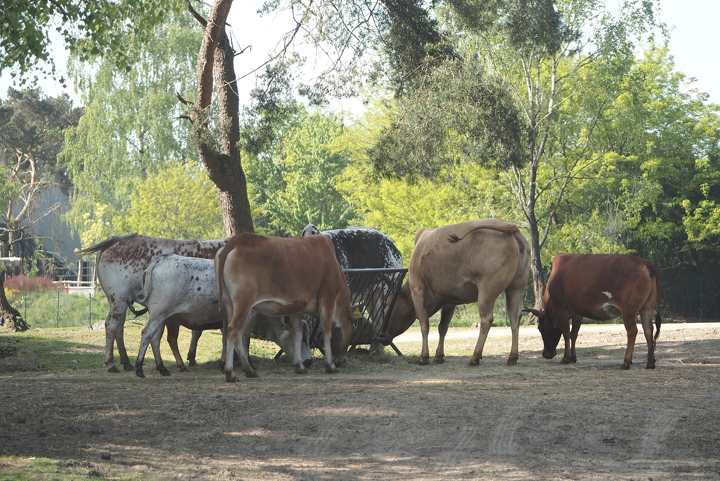 Zebus (Bos taurus indicus), 2025-04-30