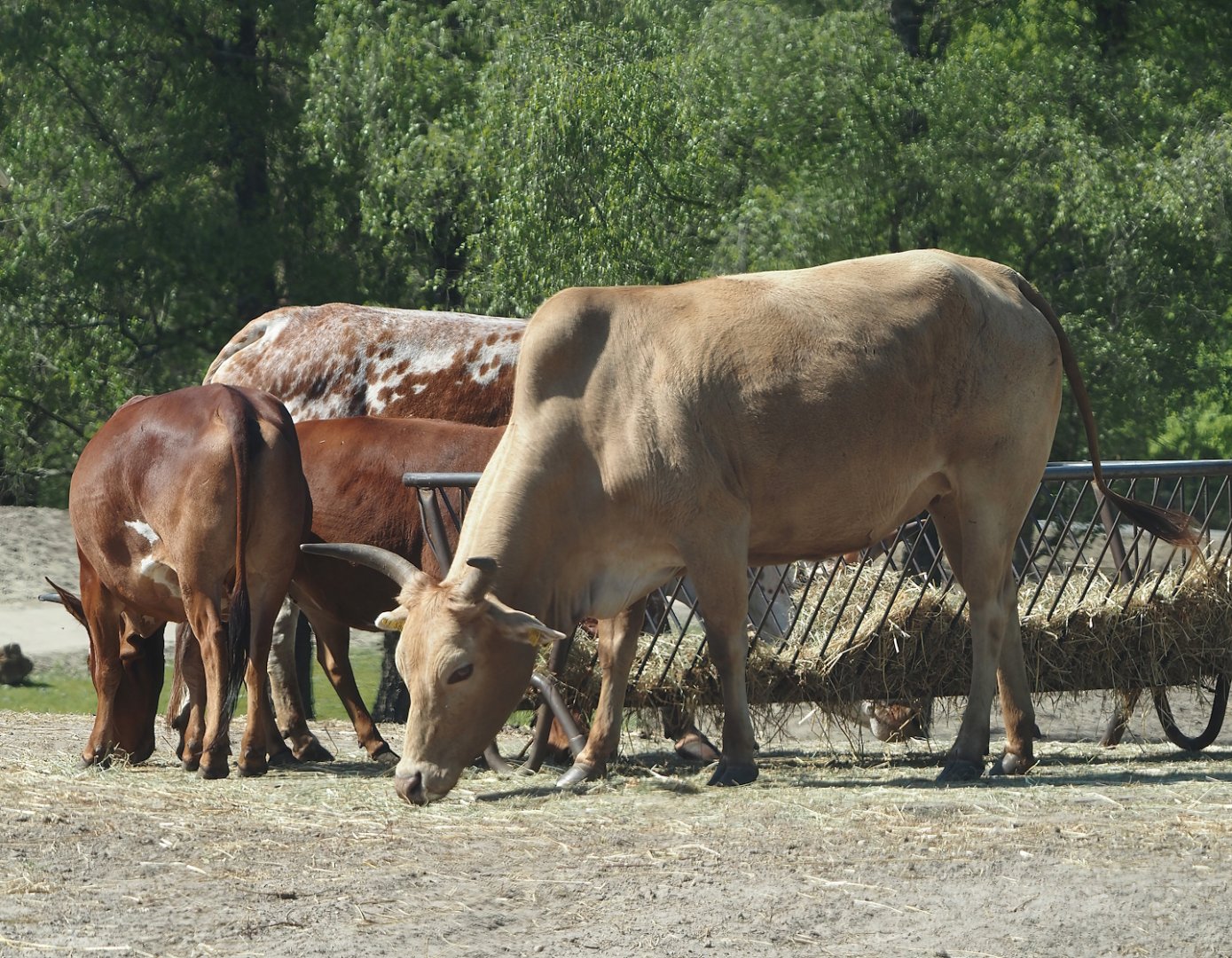 Zebus (Bos taurus indicus), 2025-04-30