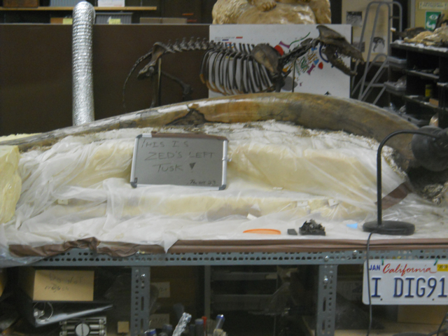 Zed the Columbian mammoth left tusk