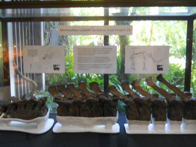 Zed the Columbian mammoth vertebrae