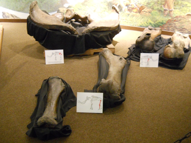 Zed the Columbian mammoth