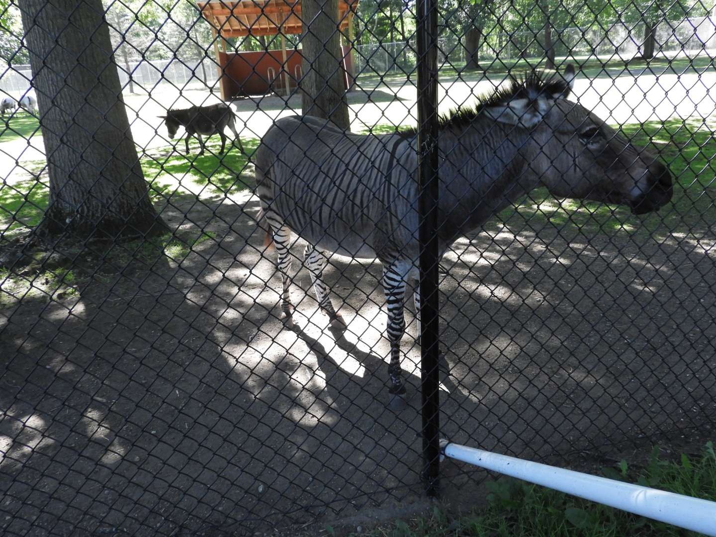 Zedonk (Equus zebra x Equus africanus asinus) with Domestic Donkey (Equus africanus asinus)
