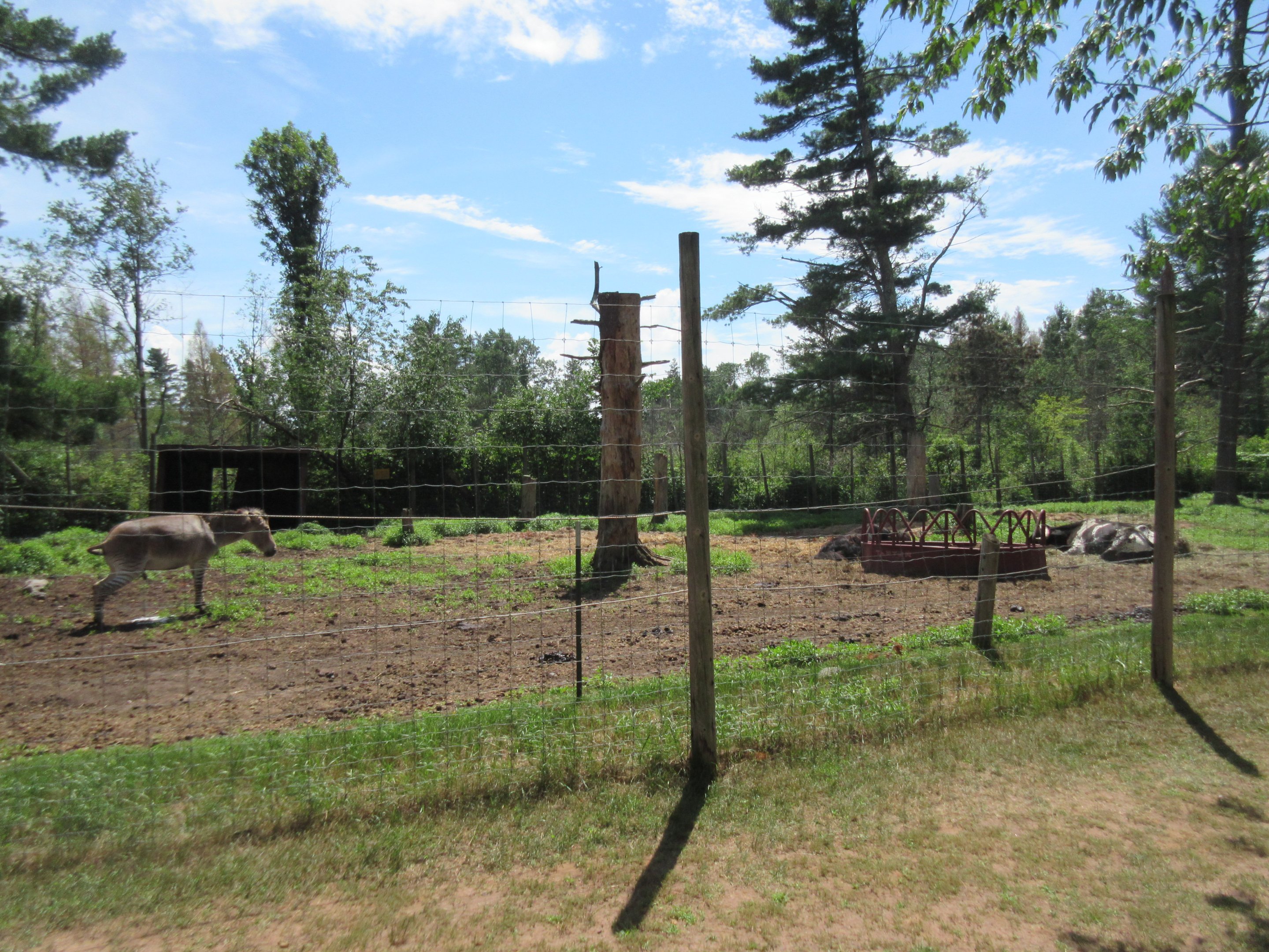 Zeedonk/Yak/Texas Longhorn Exhibit