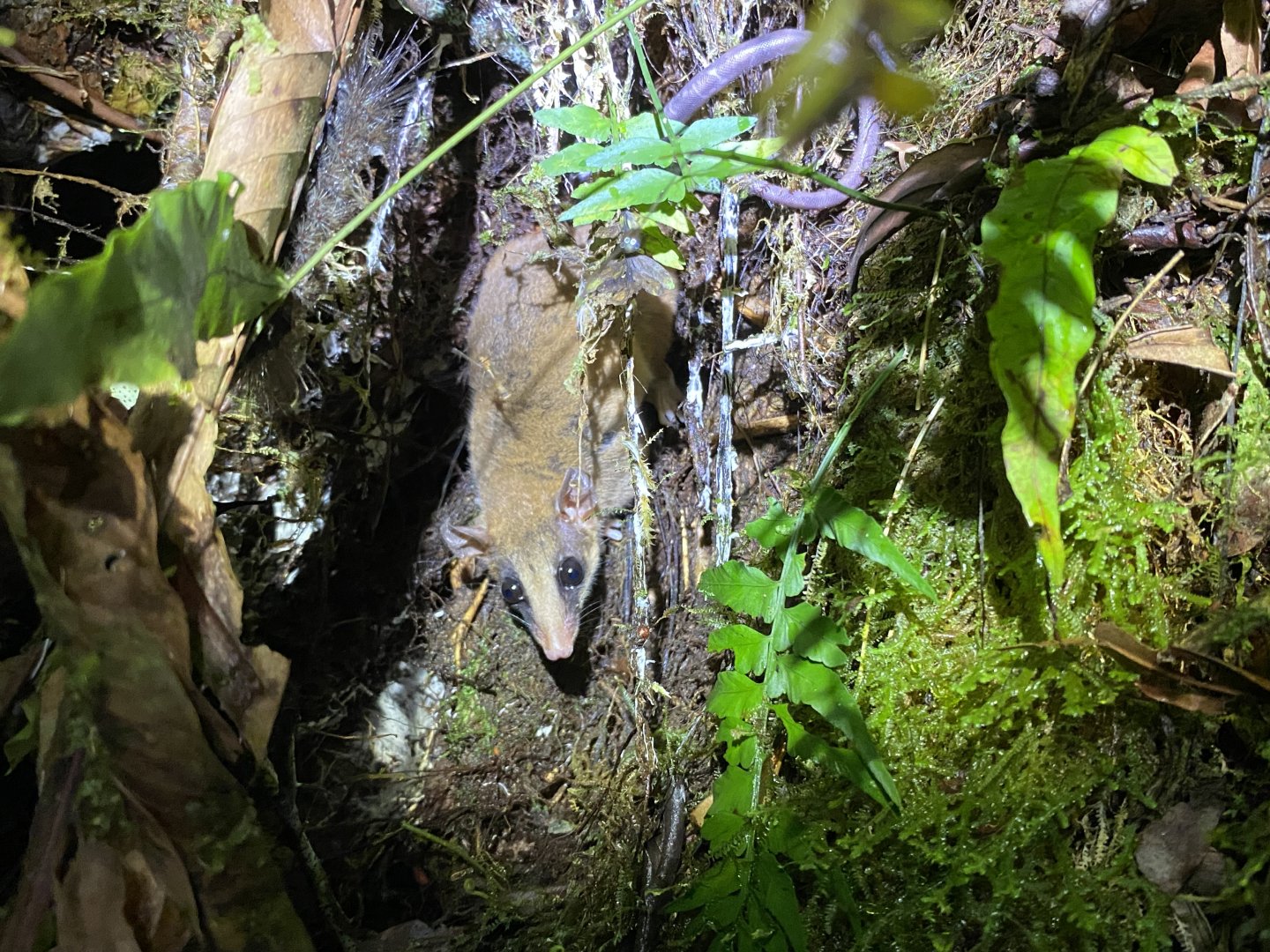 Zeledon’s Mouse Opossum (Marmosa zeledoni)